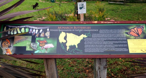 monarch garden 6