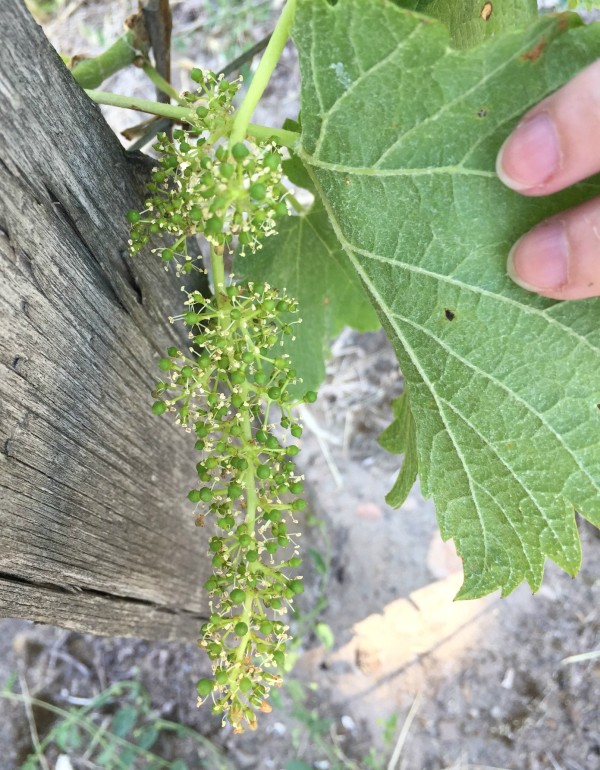 grape vines blooming