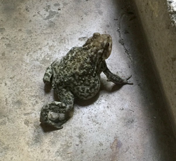 French toad