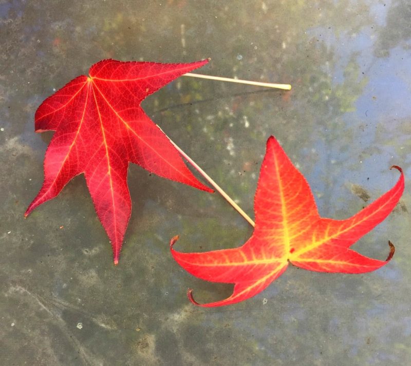 liquidambar leaves