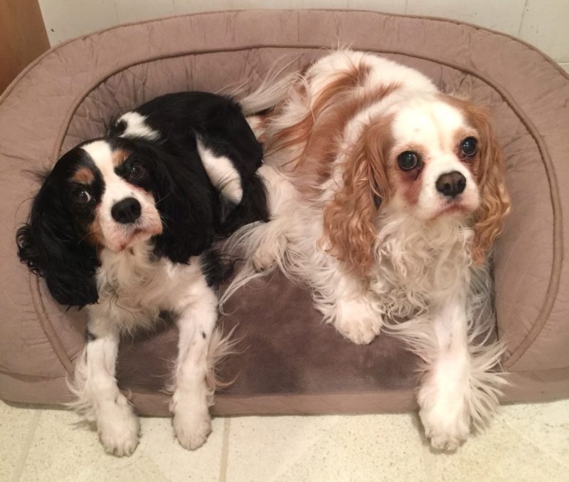 Coco and Byron, Cavalier King Charles Spaniels