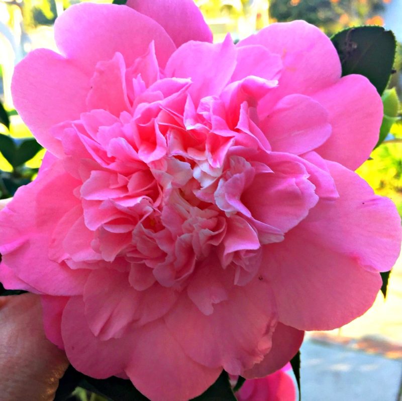 pink camellia