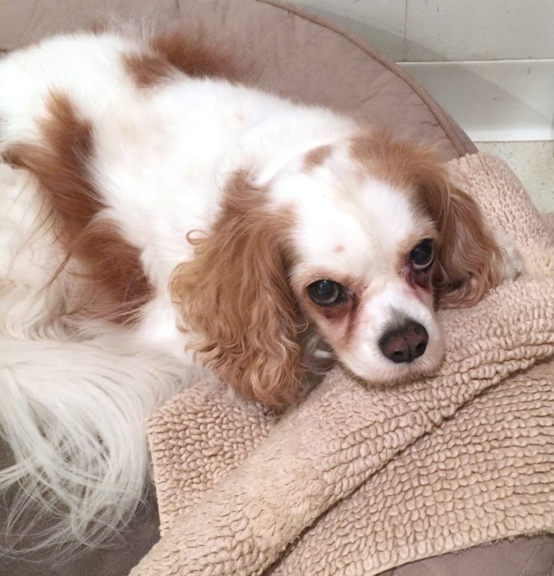 our dog Byron, guarding a "treasure," in this case a rug from our bathroom...