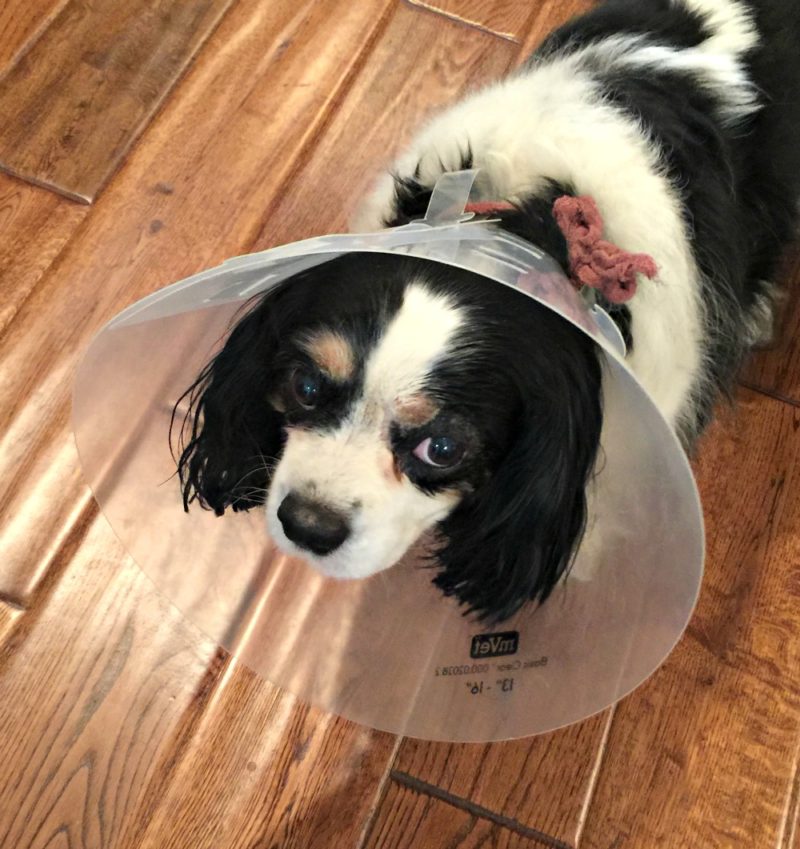Coco wears the Cone Of Shame after eyelid surgery. 