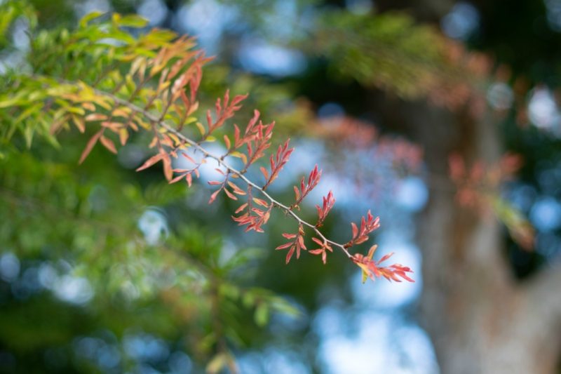 New spring leaves on our elm tree. Details at une femme d'un certain age.