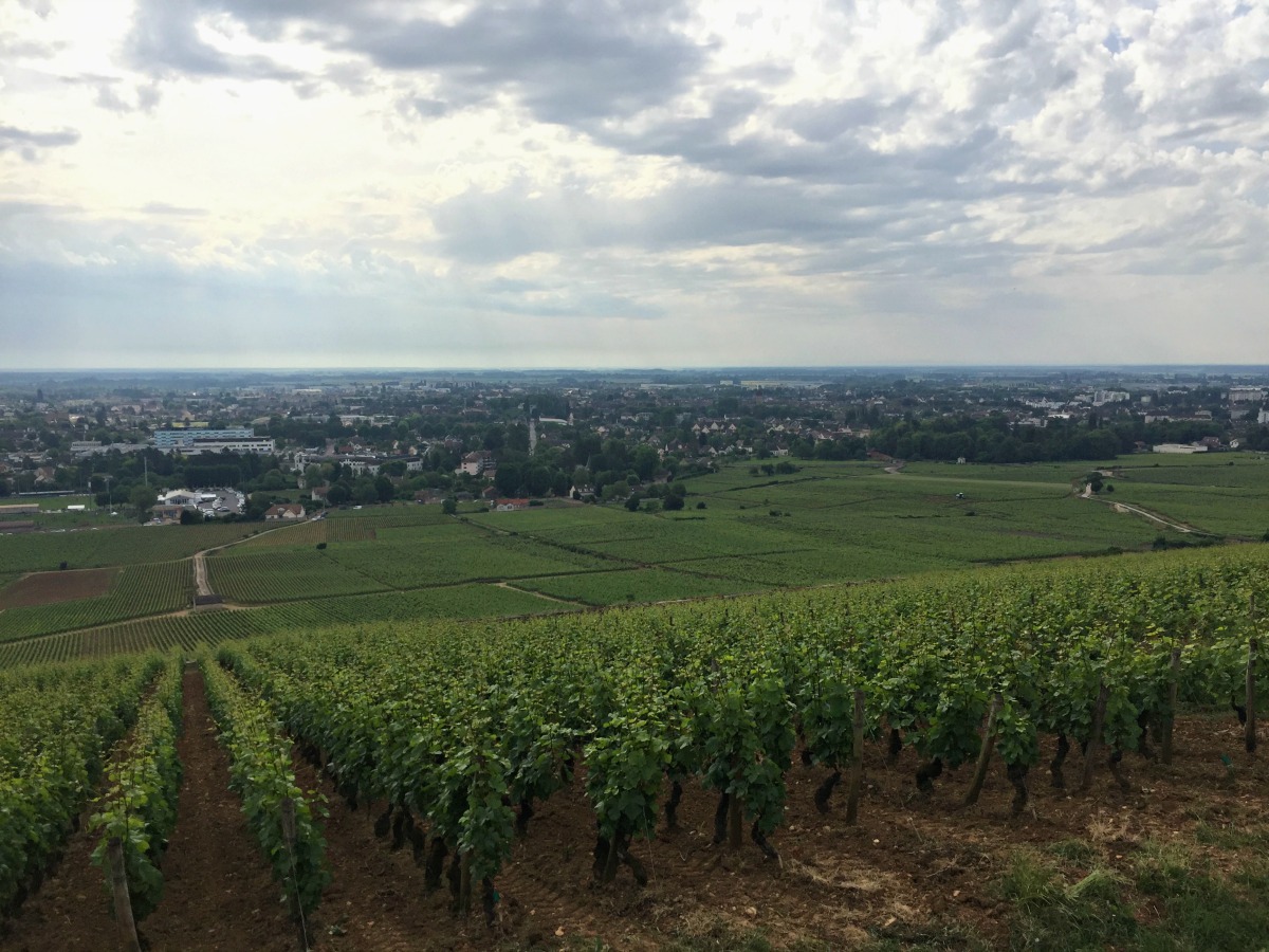 Vineyards above Beaune in the Bourgogne region of France. Details at une femme d'un certain age.