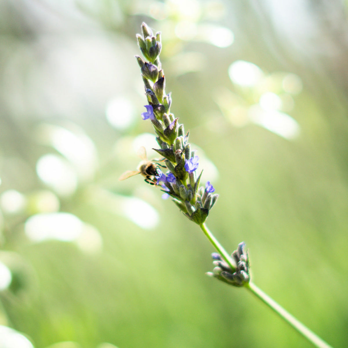 Honeybee on lavender stalk.