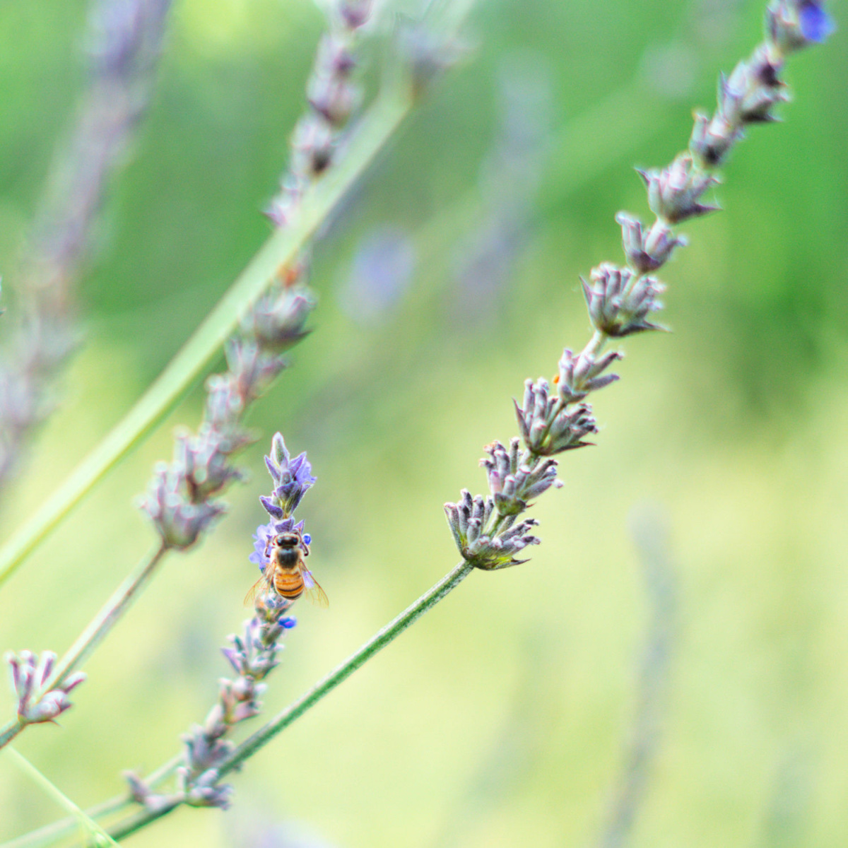 Honeybee on lavender blossom. Details at une femme d'un certain age.