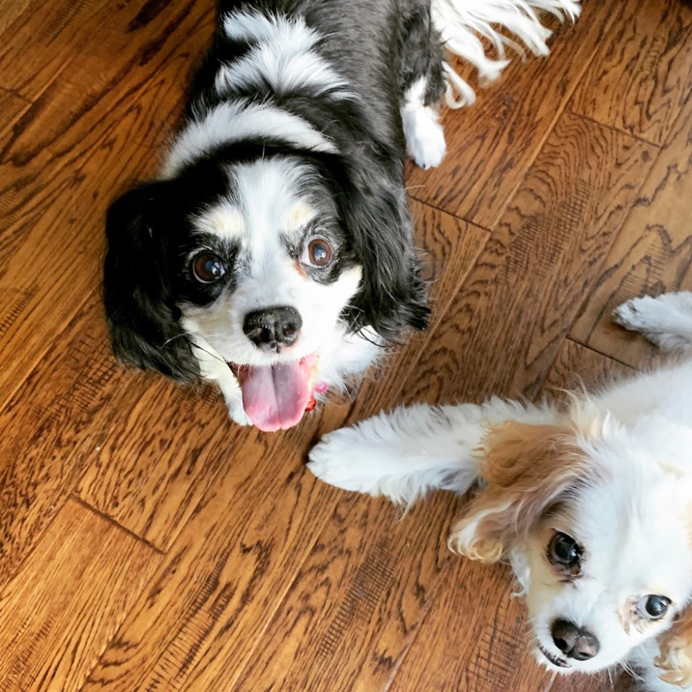 Coco and Byron, two senior Cavalier King Charles spaniels. Details at une femme d'un certain age.