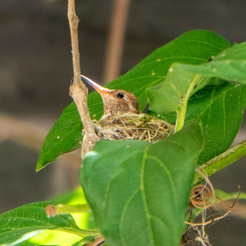 Baby hummingbird in nest. Details at une femme d'un certain age.