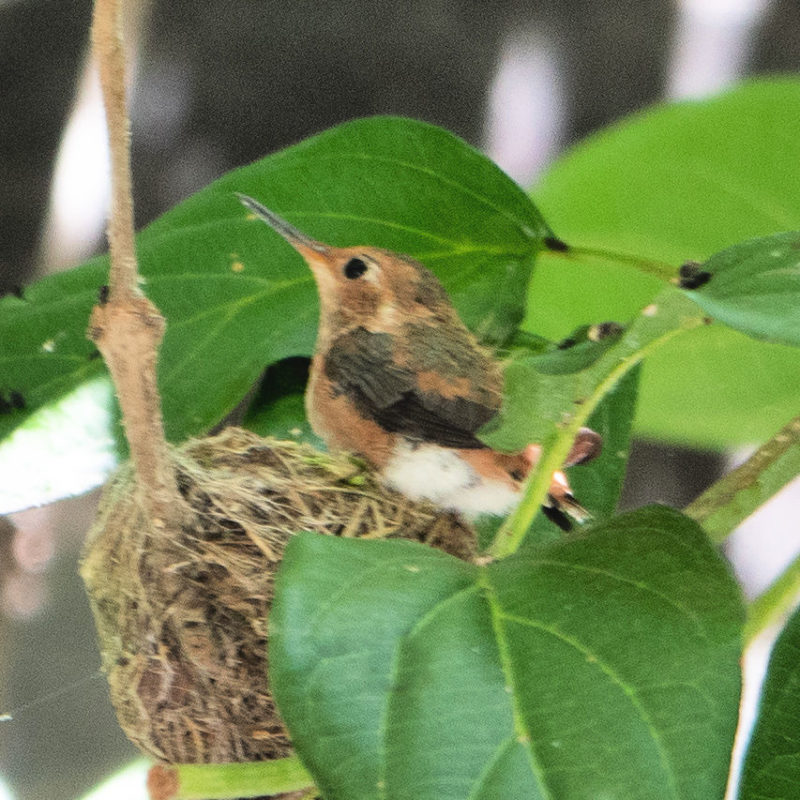 Rufous hummingbird fledgling. Details at une femme d'un certain age.