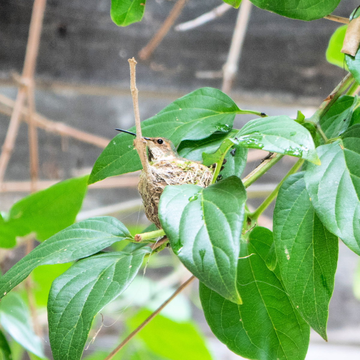 Hummingbird in nest in Southern California. Details at une femme d'un certain age.