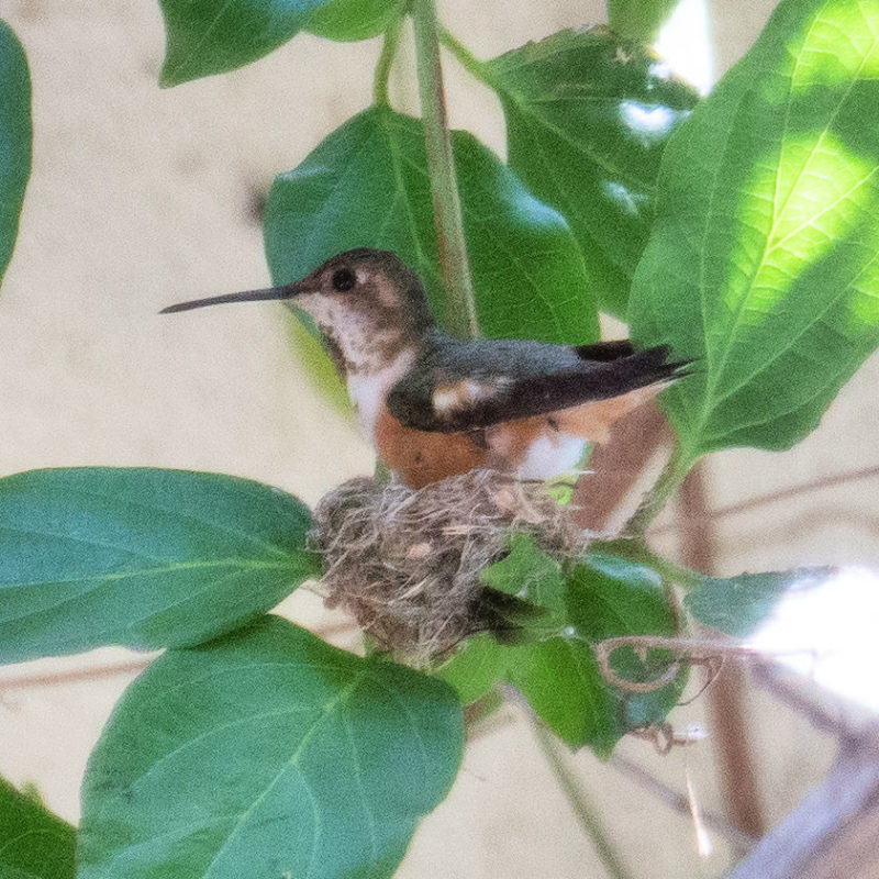 Hummingbird preparing her nest. Details at une femme d'un certain age.