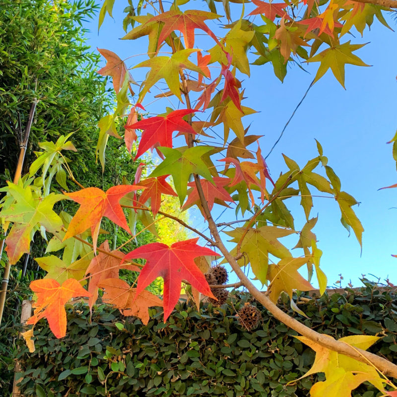 Liquidambar leaves turning color in autumn. Details at une femme d'un certain age.