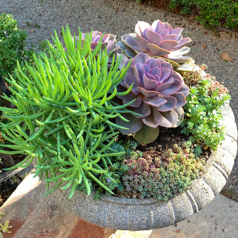 A variety of succulents in an outdoor container. Details at une femme d'un certain age.