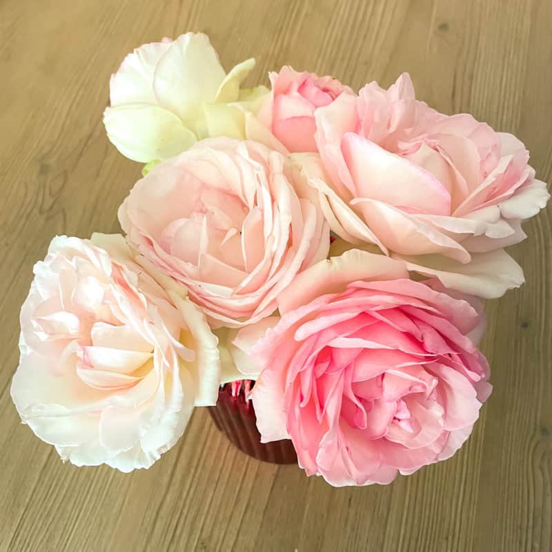 Cut pink climbing roses in a vase.