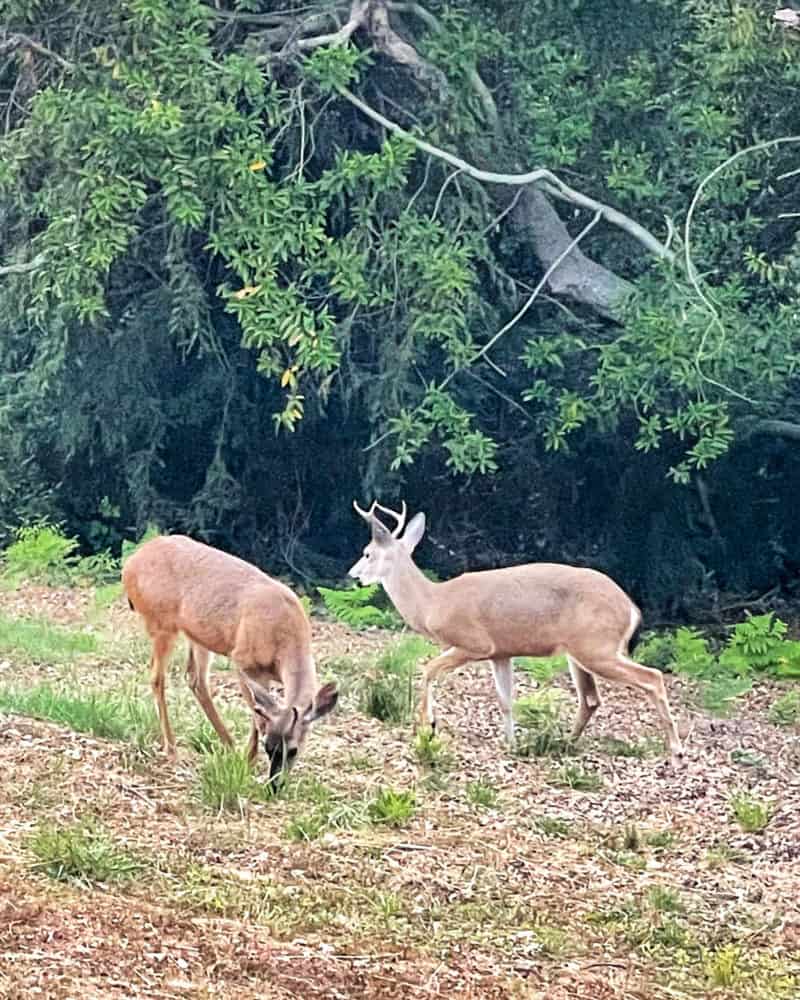 Two young deer in Ventana, Big Sur.