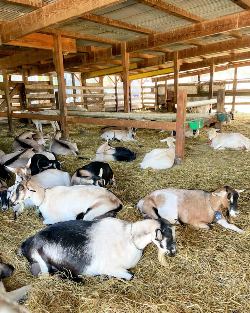 Dairy goats relaxing in the barn at Harley Farms Goat Dairy.
