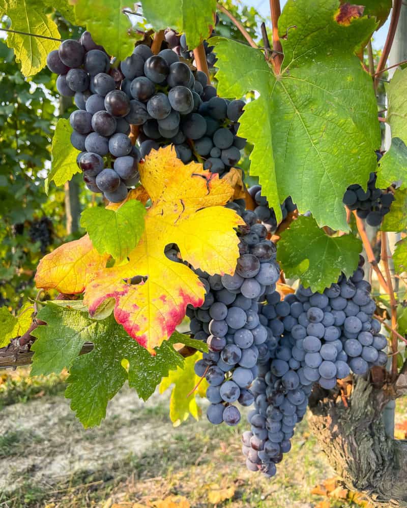Grapevines with ripe grapes, Piedmont, Italy.
