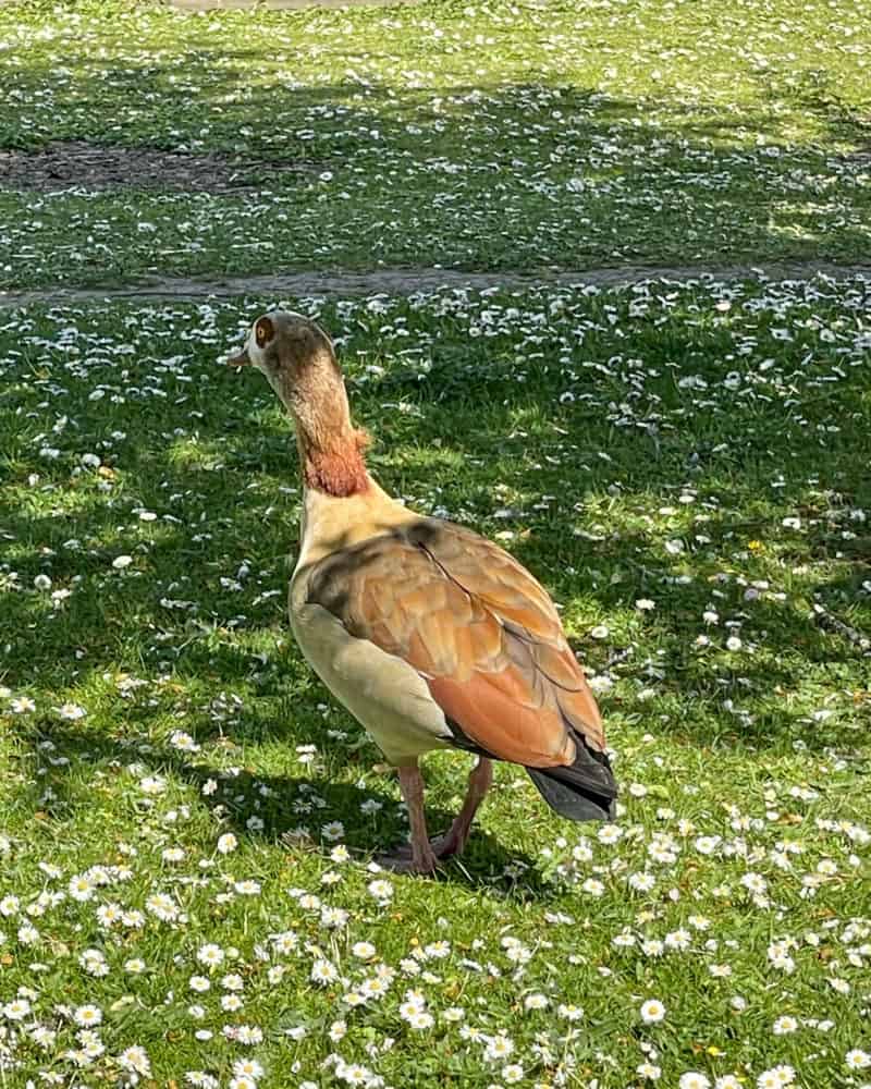 Fancy schmancy duck in Regent's Park, London.