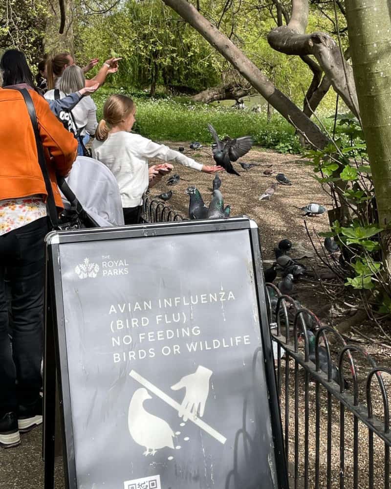 Ignoring the sign, feeding the birds. Green Park, London.