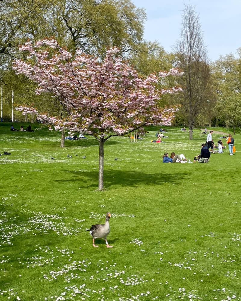 Spring blossoms and duck, Green Park London.