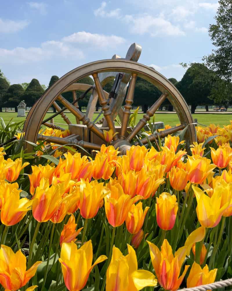 Yellow tulips surround a golden wagon wheel at Hampton Court Palace.