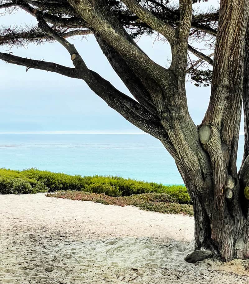 Beach at Carmel-by-the-Sea with cypress tree in foreground