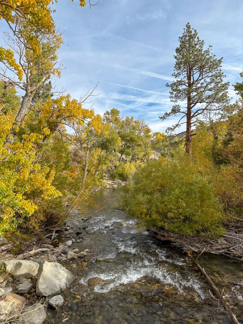 Convict Creek with fall colors.