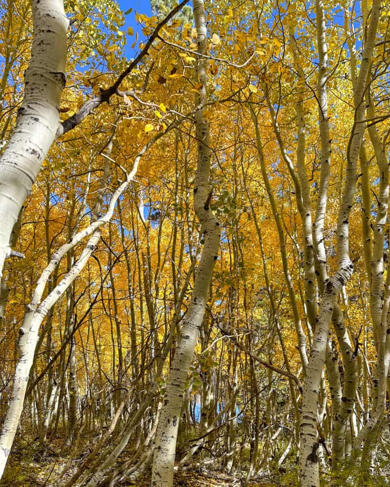 Golden aspens in the Eastern Sierras.