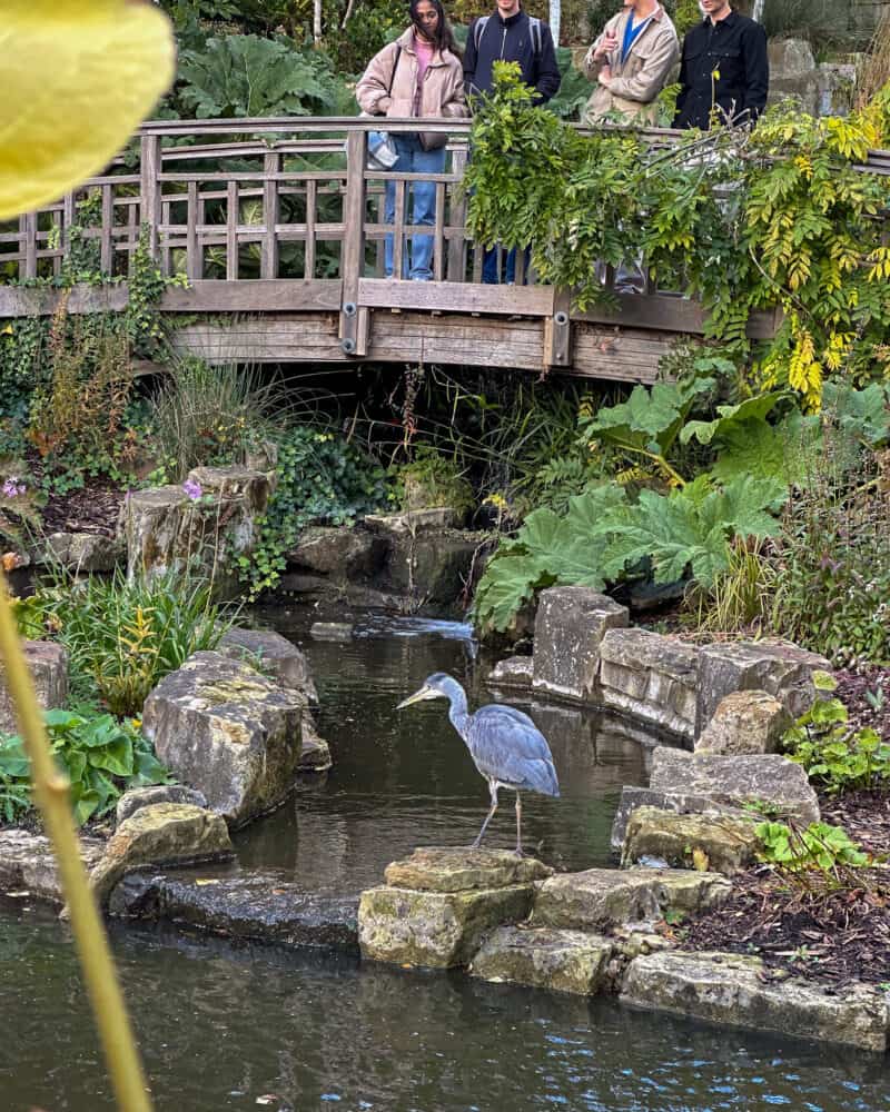 Heron in Regent's Park, London.
