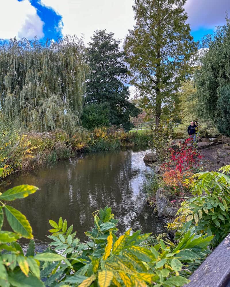 Pond in Regent's Park beginning to show autumn leaf color.