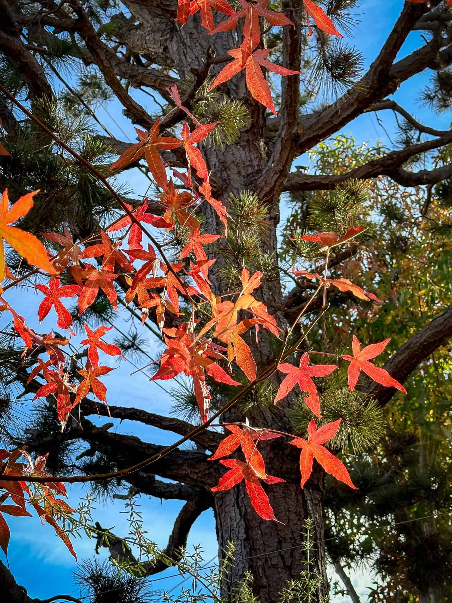 Autumn colors: liquidambar leaves with pine tree and blue skies in background.