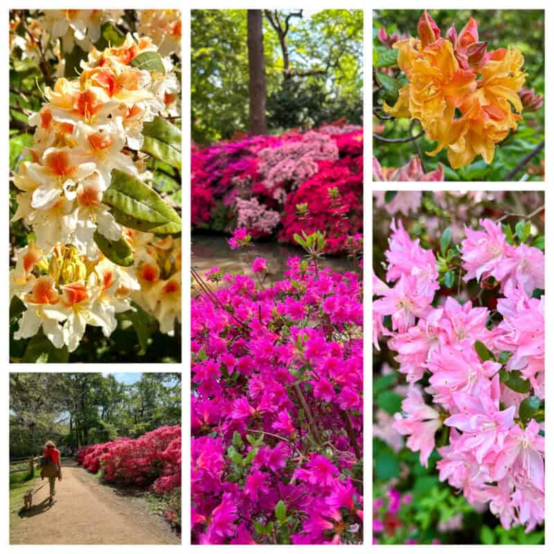 Azaleas at Isabella Plantation in Richmond Park near London.