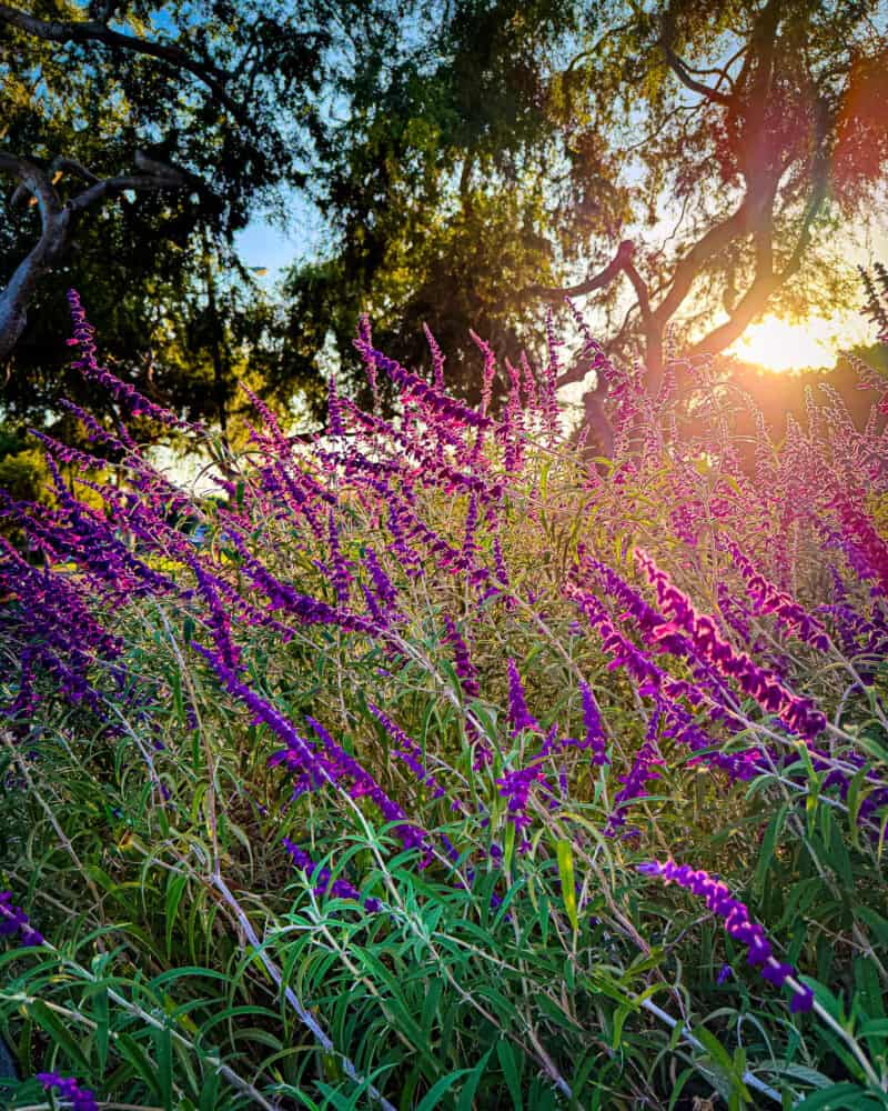 Mexican sage purple blooms photographed at sunset.