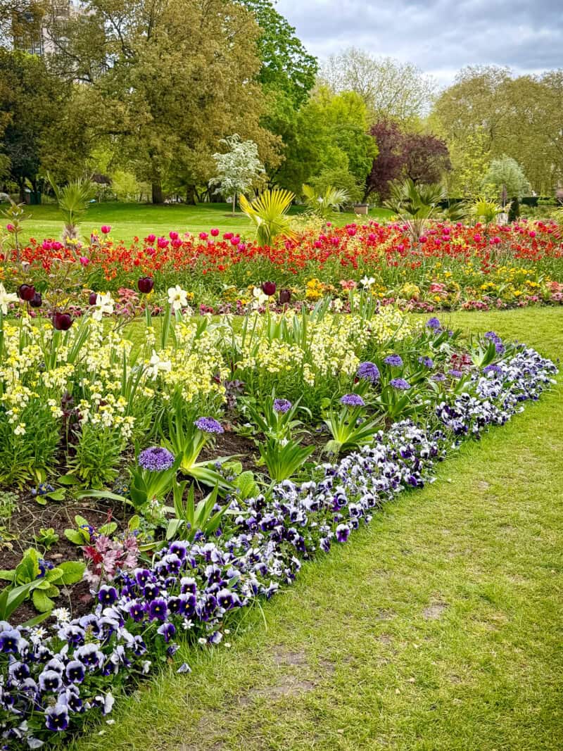 Tulips, Pansies, and other flowers in Hyde Park flower bed.