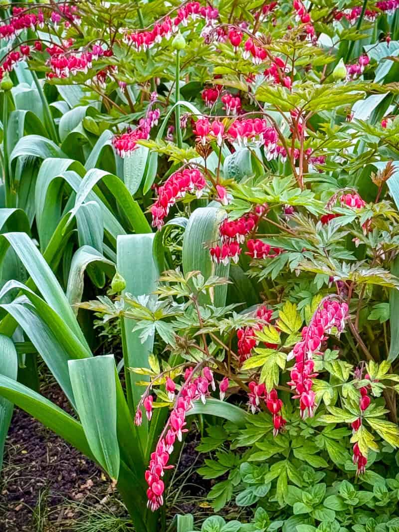 Bleeding Heart blooms in Hyde Park, London.