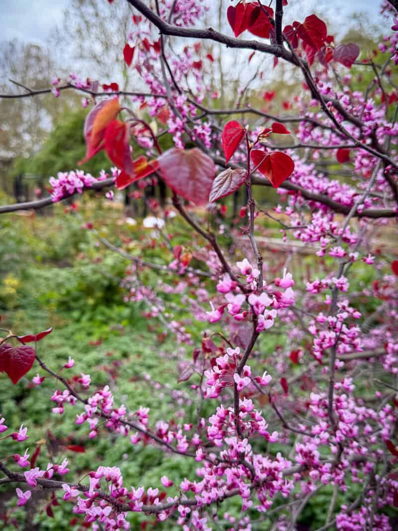 Redbud blooms in Hyde Park London.